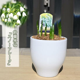 鈴蘭水仙 スノーフレーク 鉢植え スズランスイセン 山野草 耐寒性 多年草 宿根草 大待雪草
