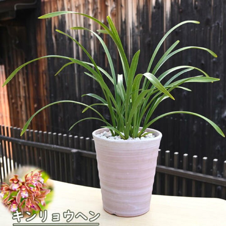 楽天市場】2026NEW キンリョウヘン 鉢植え 金稜辺 ミツバチラン : 園芸 