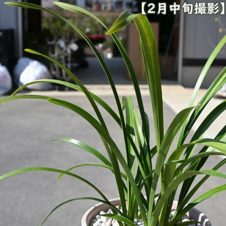 楽天市場】2026NEW キンリョウヘン 鉢植え 金稜辺 ミツバチラン : 園芸 