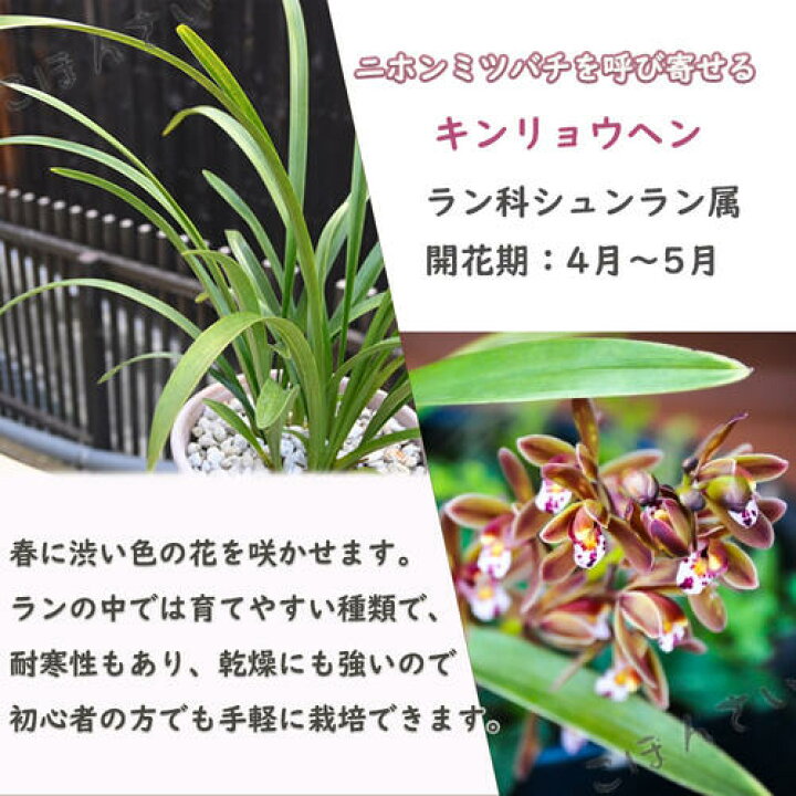 楽天市場】2026NEW キンリョウヘン 鉢植え 金稜辺 ミツバチラン : 園芸 