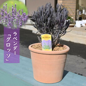 今季開花終了剪定後のお届け2025年ラベンダー グロッソ 鉢植え テラコッタ鉢入り ラバンディン系