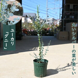 2025Nnew6TCY@80Z`Oテ[J Oj[ c  V{c[ Oj[J
