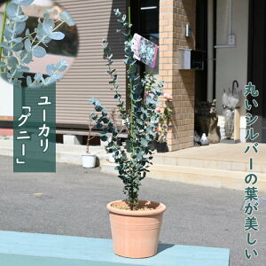 [J Oj[ A eRb^ 蕨 Oj[J