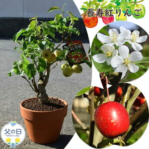 2025N9`11t̂񂲂𑡂蕨 JԌ̂Ȃь ãv[gɌCł钷2025N蕨ɂ g A 蕨 ʎ  ʎ P