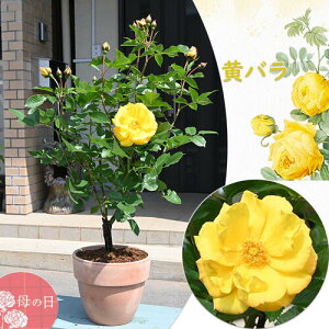 9̂͂ƂȂ܂B̓v[gɕ̓5Cz2025N̓v[gKN v[g 2025NF KN o eRb^