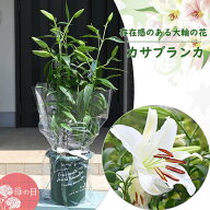 お買い得の鉢花自宅で楽しむ鉢植カサブランカ2026年5月～6月の開花お誕生日プレゼントに誕生日の贈り物に…