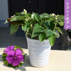 2025N8JԉԔAVRm{^ 쉲O 픫쉲O ̂ڂ VRm{^Ђ  XpC_[t[