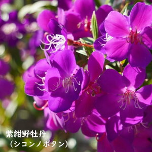 2025N8Jԁ@VRm{^ 쉲O c쉲O ̂ڂ VRm{^Ђ  XpC_[t[