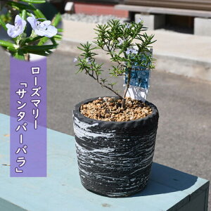 2025NNEW [Y}[ T^o[oA قӂ␫ rosemary }lEn[u K[f  A}