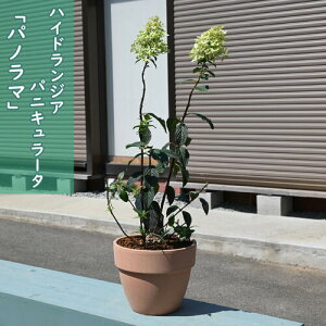 mEcM@ĂA nChWA pjL[^ pm}@eRb^Ћ؂nChWApjL[^pm}Ă