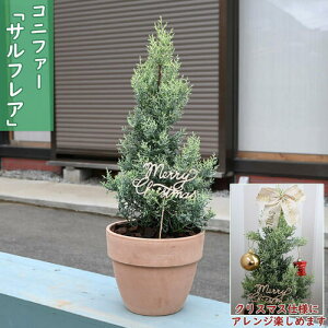 2025NNEW Rjt@[ TtA A eRb^ NX}X̖