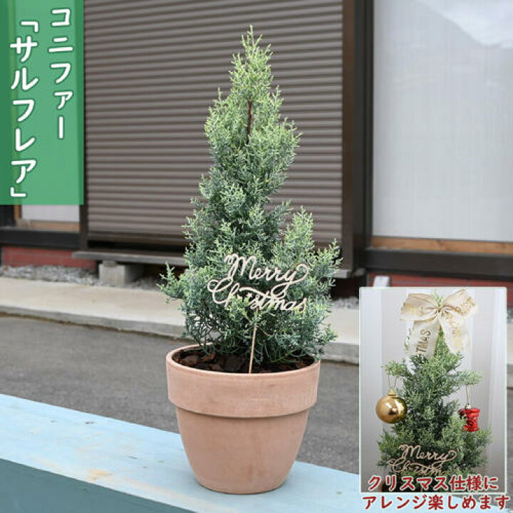 楽天市場】2025年NEW コニファー サルフレア 鉢植え テラコッタ鉢入り 