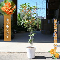 プレゼントに香りを楽しむ鉢植え2026年10月中頃開花予定鉢植え金木犀金木犀キンモクセイ 金木犀鉢植キン…
