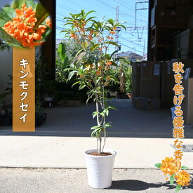 プレゼントに香りを楽しむ鉢植え2025年10月中頃開花予定鉢植え金木犀金木犀キンモクセイ 金木犀鉢植キンモクセイ　季節を香りで感じる　鉢植えキンモクセイ鉢植え