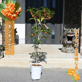プレゼントに香りを楽しむプレゼントに2025年10月～11月に開花見込みとなりますおすすめ金木犀のお届けになります　キンモクセイ 金木犀 　鉢植きんもくせい　季節を香りで感じる　鉢植え金木犀キンモクセイ鉢植え