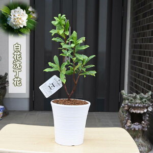 y2025N2`3JԁzMtg@W`EQAԉԂ̍肪肪܂B@JԂ͖NO@R̍@