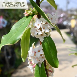 23JԃW`EQԒԉԂ̍肪肪܂B@JԂ͖NO@R̍@