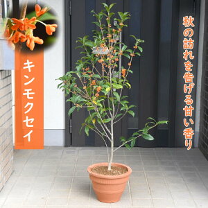 y2025N1110JԒłzyi͂܂zLNZC v[g10`11ɊJԏH̍yނƂ߂̋؍ҕc؂̂͂ H鍁