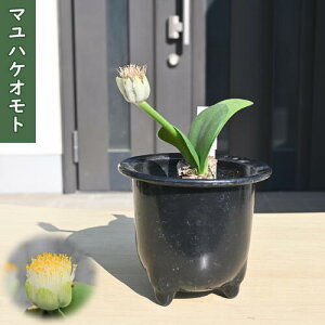 2025NNEW }nPIg c іN A ʖ nG}TX