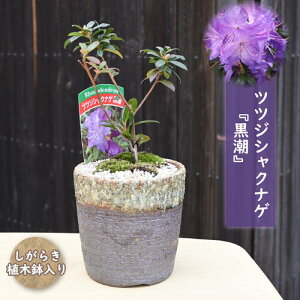 2025NNEW My ccWVNiQ  A PΓ  ~jႭȂ Β ccW _OEhJo[