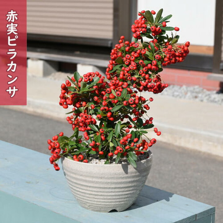 楽天市場】2026年1月実付き実物盆栽 ピラカンサ 赤実 鉢植え トキワ 
