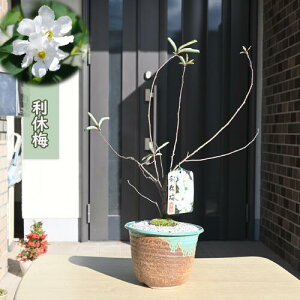 x~ A ~͎d LEoC ʖ oCJVcP