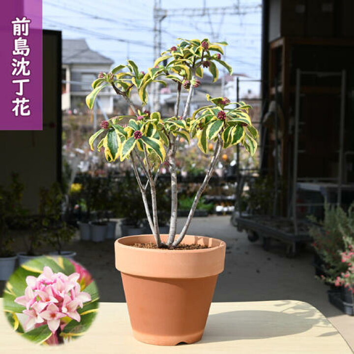 楽天市場】2026年3月～4月に開花 前島沈丁花鉢植え 香りを楽しむ香りと 