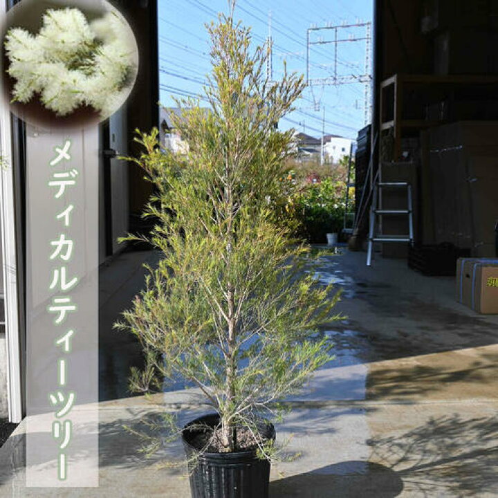 楽天市場】高さ100センチ前後 メディカルティーツリー 苗木 オージー 
