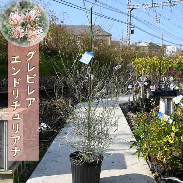 楽天市場】グレビレア エンドリチェリアナ 苗木 オージープランツ 