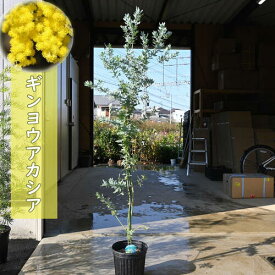 5月末ごろより発送ギンヨウアカシア 苗木 オージープランツ 銀葉アカシア シルバーリーフ ミモザ ハナアカシア　大きめのしっかり苗