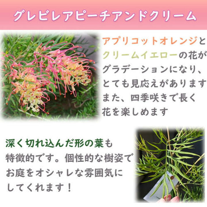 楽天市場】グレビレア ピーチアンドクリーム 苗木 オージープランツ 