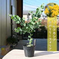 楽天市場】パールアカシアの通販