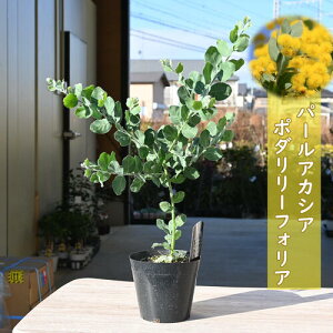 2025N5蔭}\ԒyV|Cg2{p[AJVAc |_[tHA I[W[vc ꂩ60Z`O