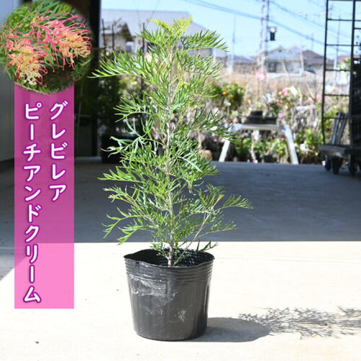 楽天市場】グレビレア ピーチアンドクリーム 苗木 樹高鉢底から約60  