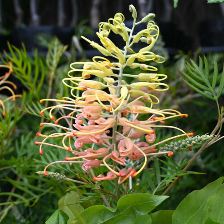 楽天市場】グレビレア ピーチアンドクリーム 苗木 樹高鉢底から約60  