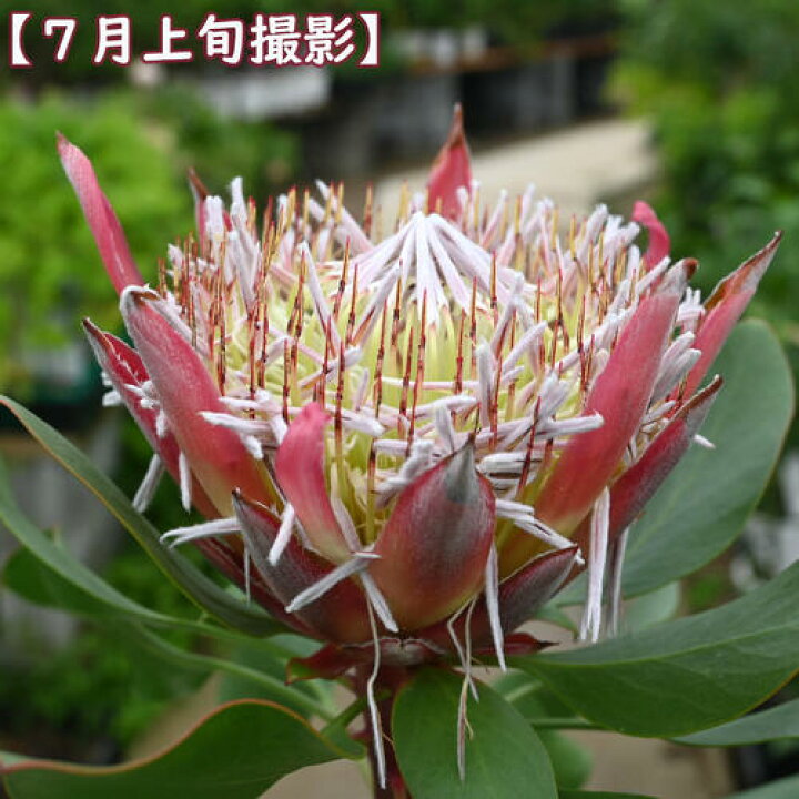 楽天市場】5号サイズプロテア リトルプリンス プラ鉢入り ネイティブ 