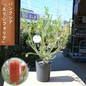 NEW oNVA GVtHA c 5 v I[W[vc q[XoNVA