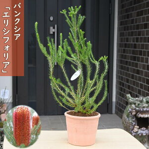 2024NNEW oNVA GVtHA A eRb^ I[W[vc q[XoNVA