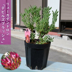 [Jfh frYubV c I[W[vc ␫ 5