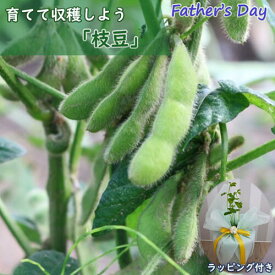 お誕生日プレゼント 枝豆 鉢植え 育てて収穫しよう 贈り物 父の日