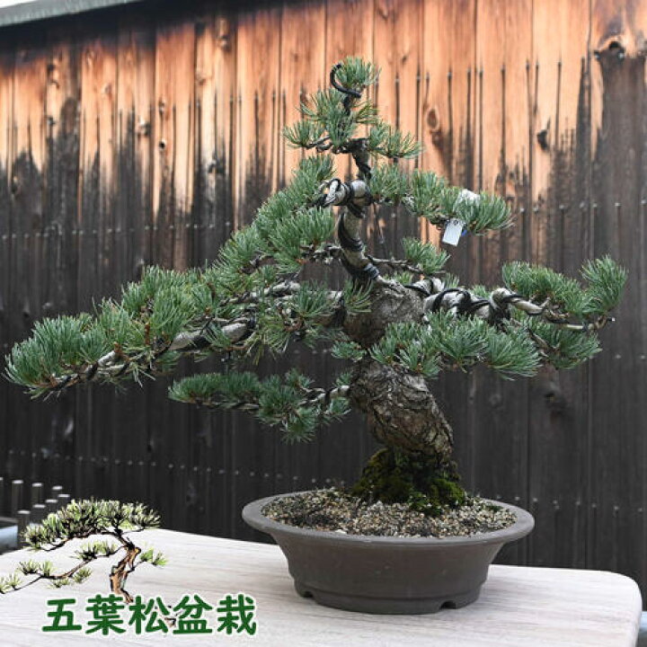 楽天市場】現品 五葉松盆栽 本格 五葉松 盆栽 縁起のよい木 : 園芸  