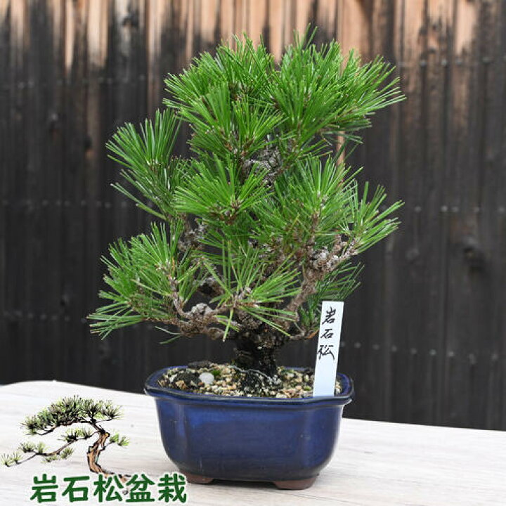 楽天市場】岩石松盆栽 本格 岩石性 黒松 盆栽 : 園芸百貨店何でも揃う 
