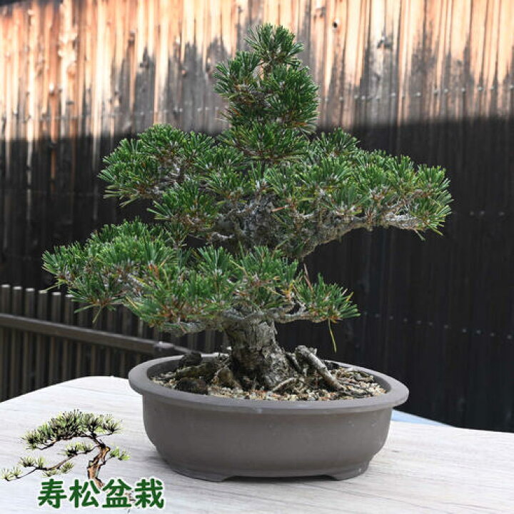 楽天市場】現品 寿松盆栽 本格 黒松 盆栽 2023年10月7日撮影 : 園芸 