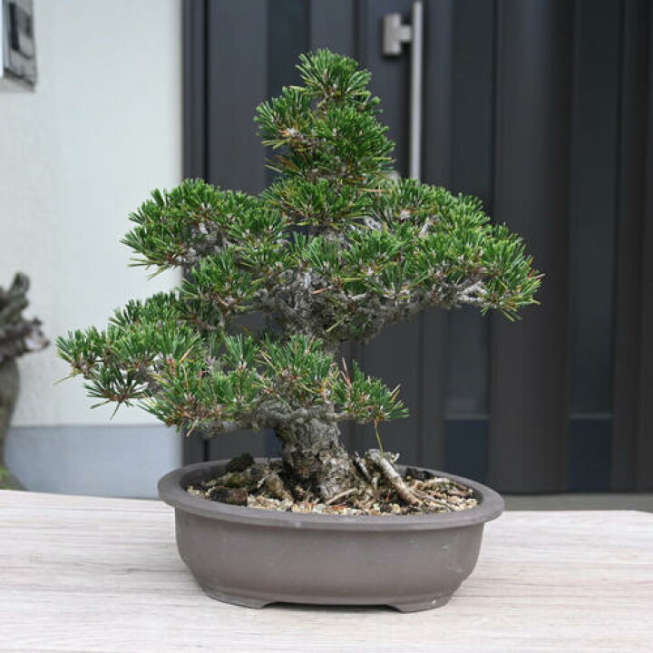 岩石松盆栽 本格 刺せ 岩石性 黒松 盆栽