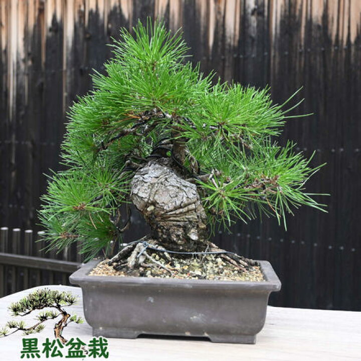 楽天市場】現品 黒松盆栽 本格 黒松A 盆栽 2023年10月10日撮影 : 園芸 