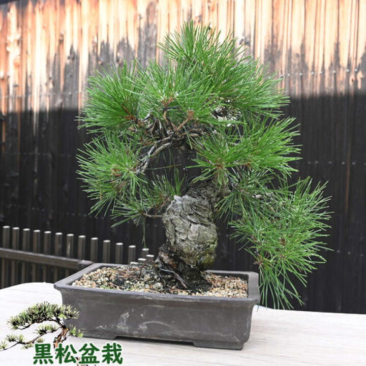 楽天市場】現品 黒松盆栽 本格 黒松B 盆栽 2023年10月10日撮影 : 園芸 