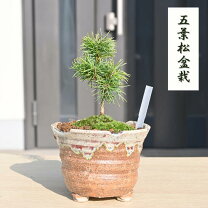 楽天市場】五葉松 那須の通販
