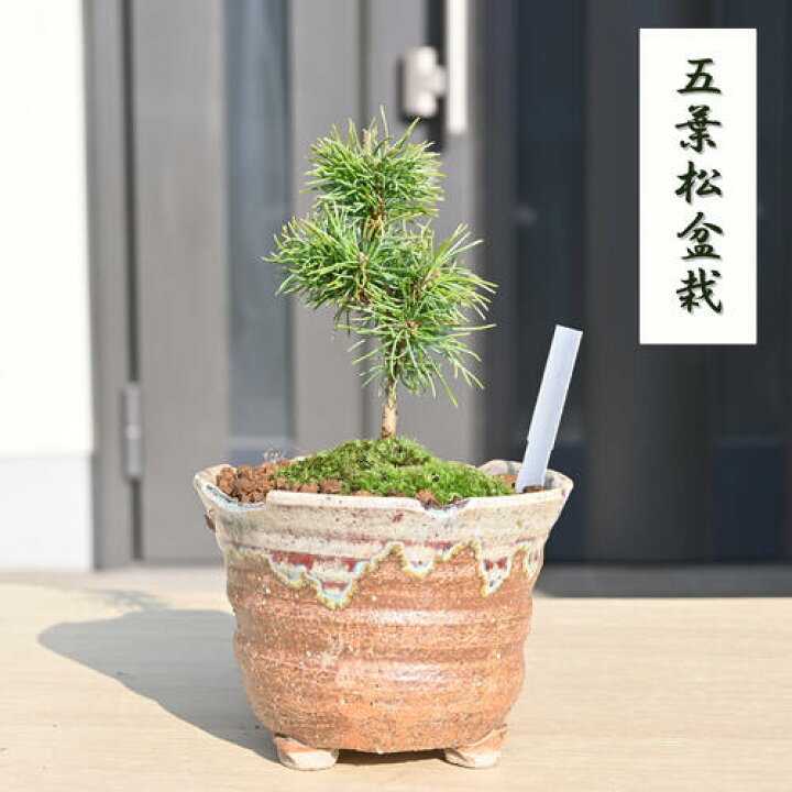 楽天市場】五葉松マツ まつ 吾妻 五葉松 ミニ盆栽縁起のよい木 : 園芸 