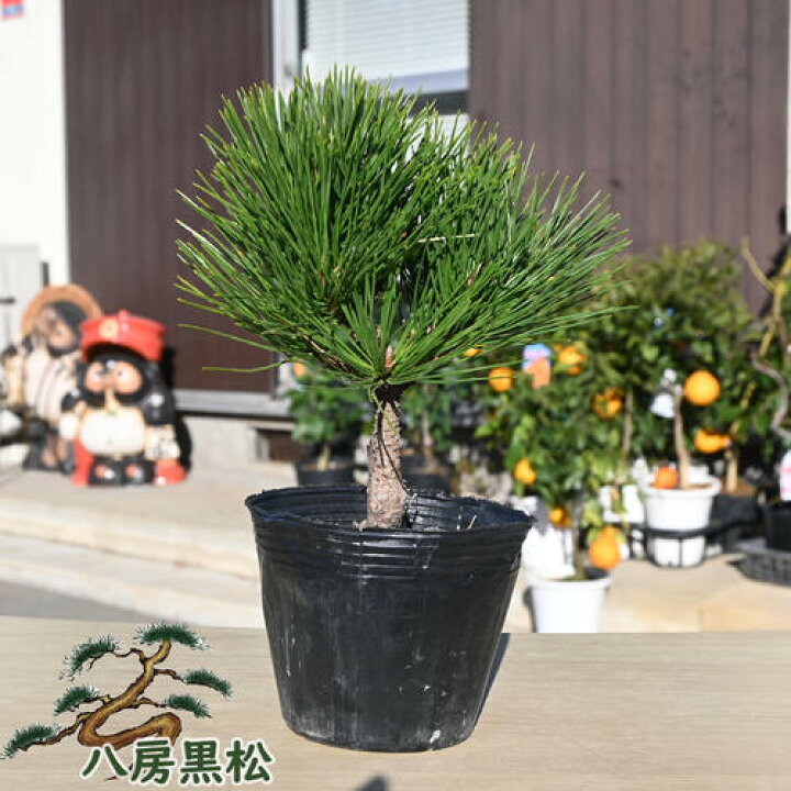 楽天市場】八房黒松 ポット苗 黒松 八房性 仕立てやすい 矮性 : 園芸 