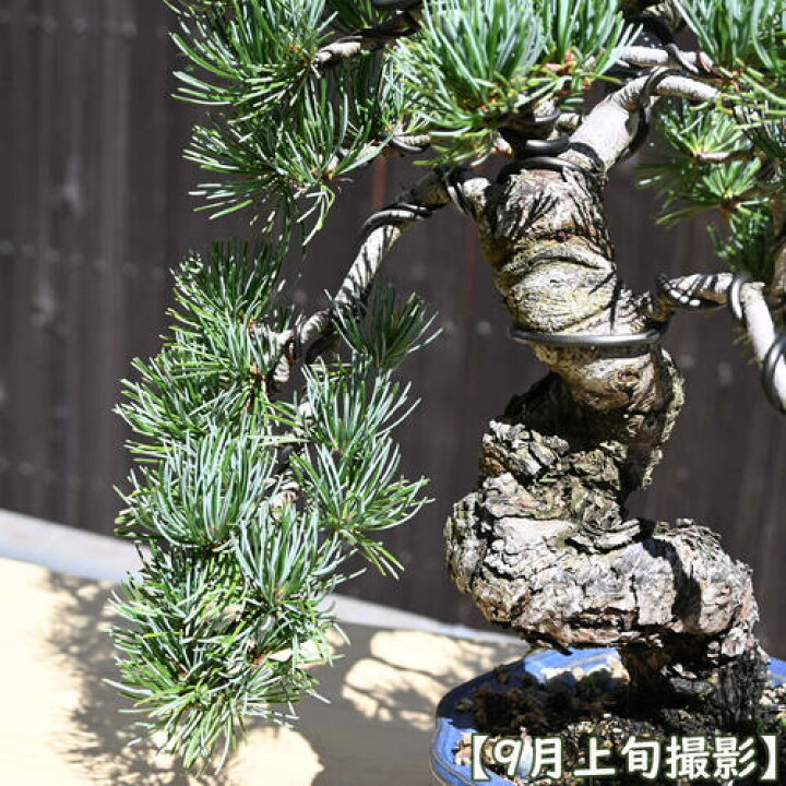 楽天市場】現品 2025年9月2日撮影 五葉松盆栽 本格 五葉松 盆栽 縁起の 